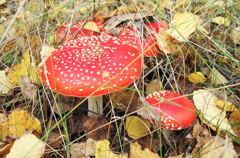 Мухомор красный (Amanita muscaria) фото превью