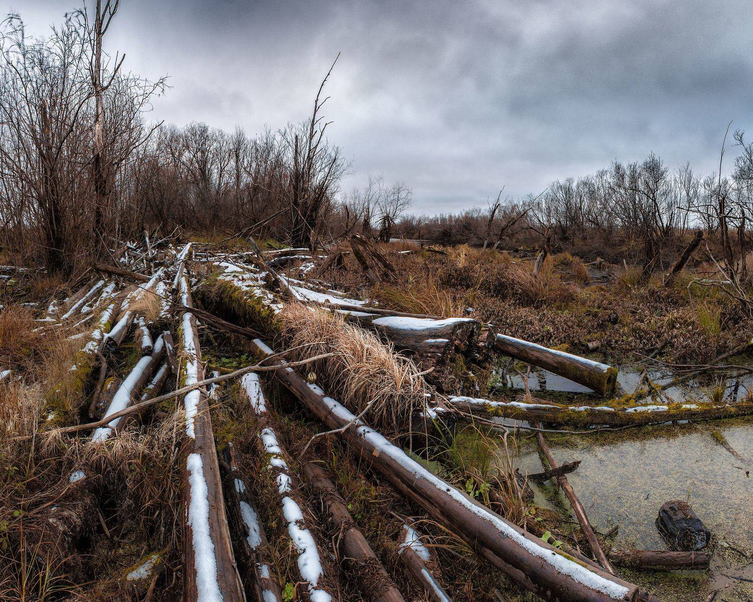 пейзаж, первыйснег, осень, болото, деревья, пасмурно, дождь, landscape, snow, autumn, Чаланов Иван