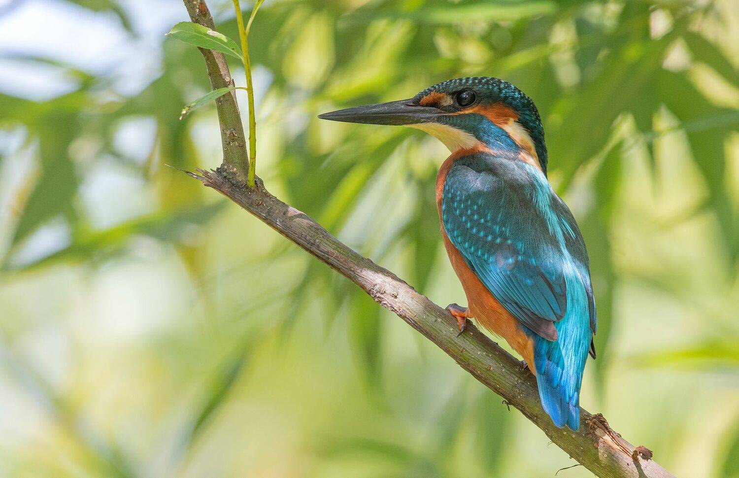 зимородок лето, Руслан Сигушин