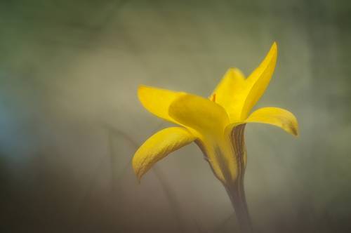 Весенние крокусы