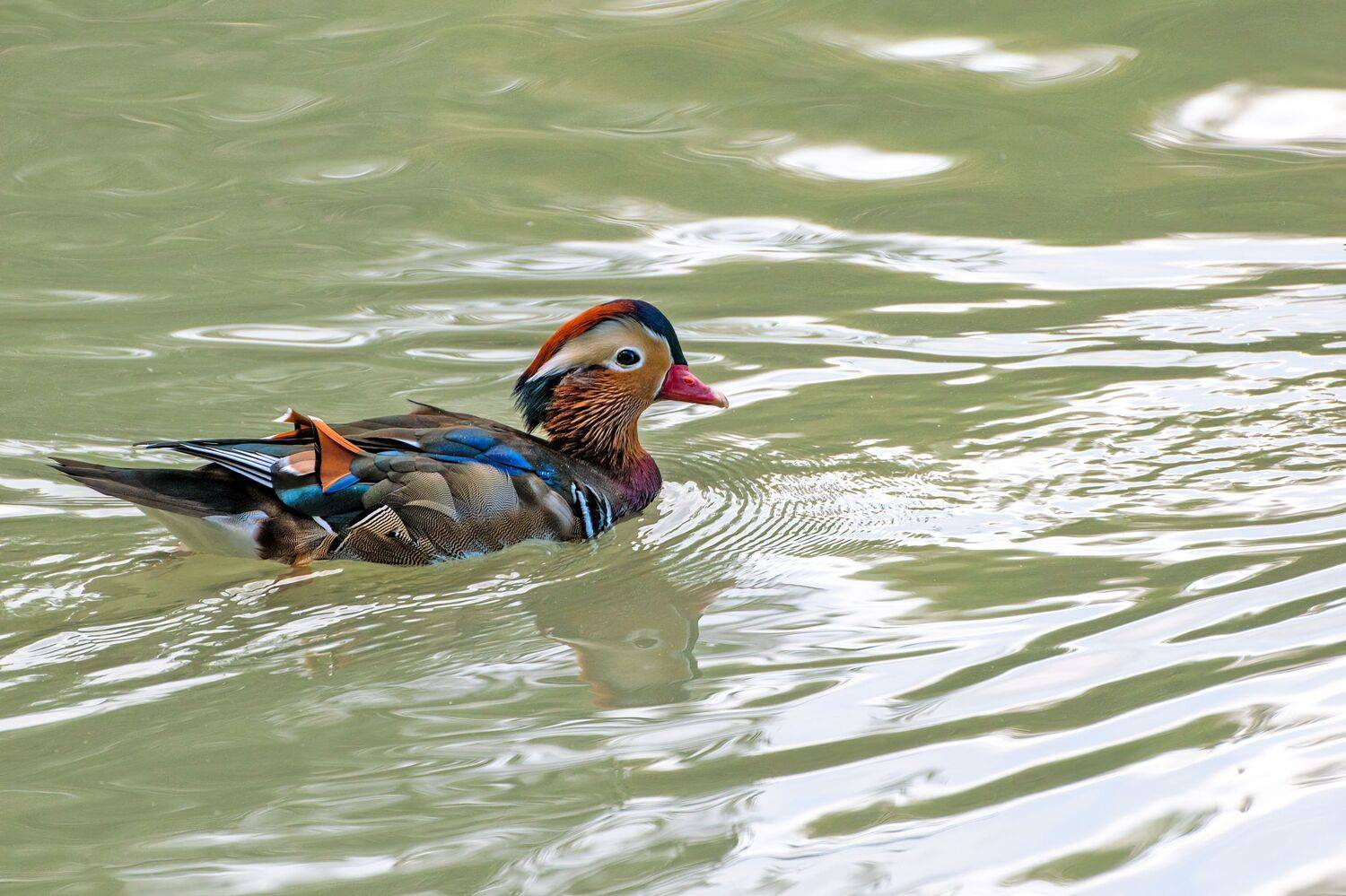 лесная утка мандаринка, Алексей Рыльский