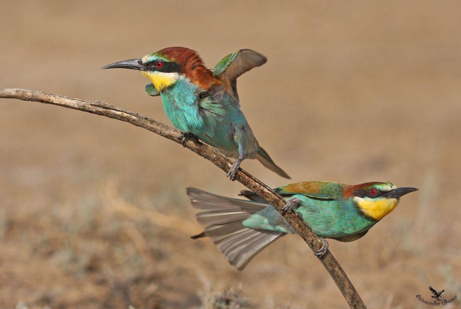 , Александр Гусар