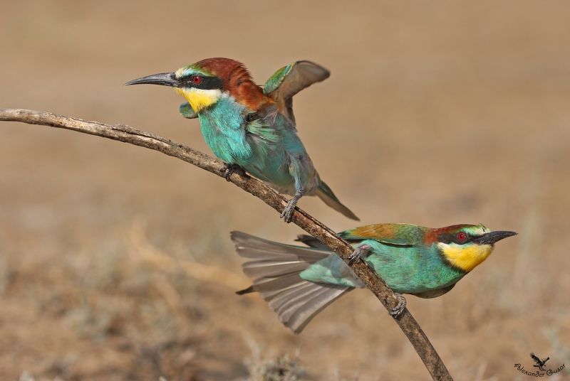 Всё, развод и девичья фамилия! фото превью