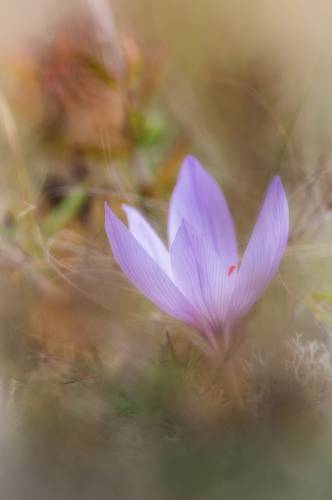 Осенние крокусы