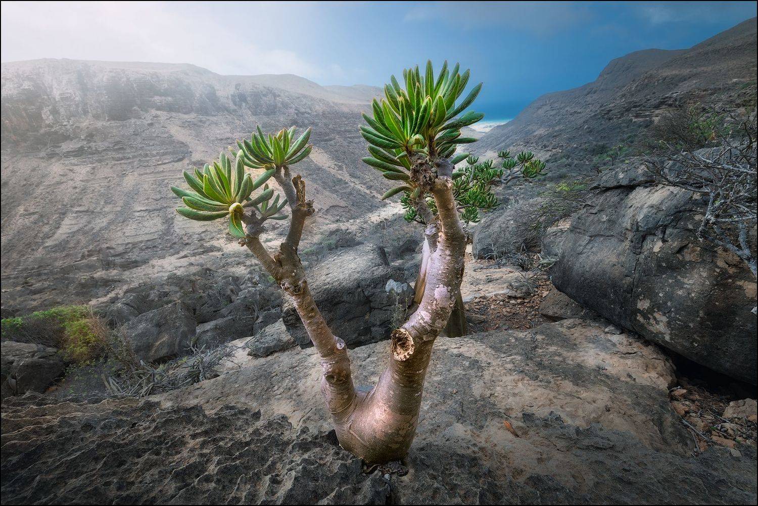 Йемен, сокотра, бутылочные деревья, Mikhail Vorobyev