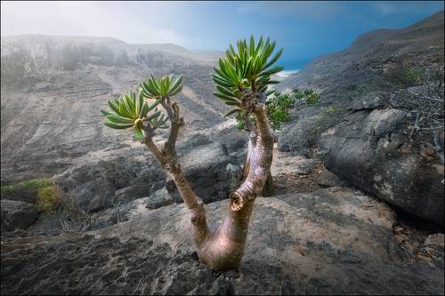 Бутылочные деревья острова Сокотра