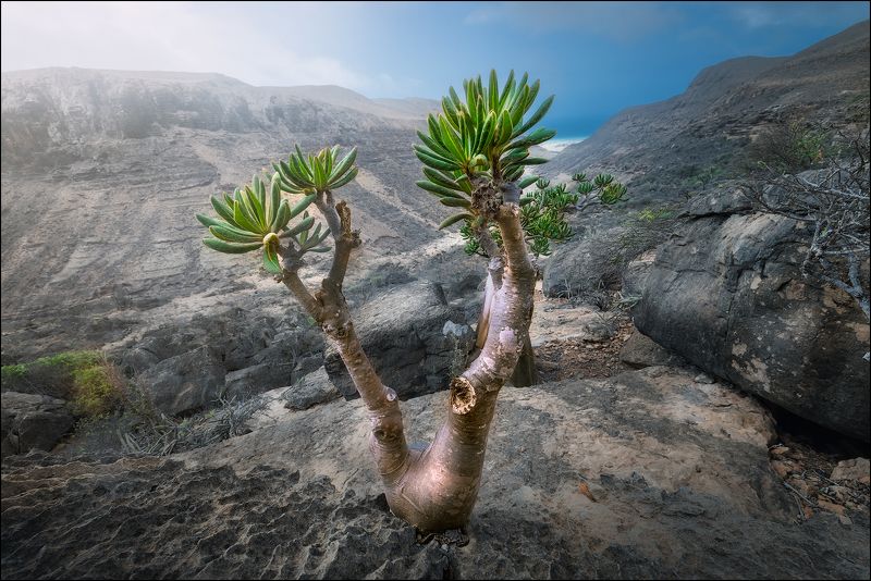Йемен, сокотра, бутылочные деревья Бутылочные деревья острова Сокотра фото превью