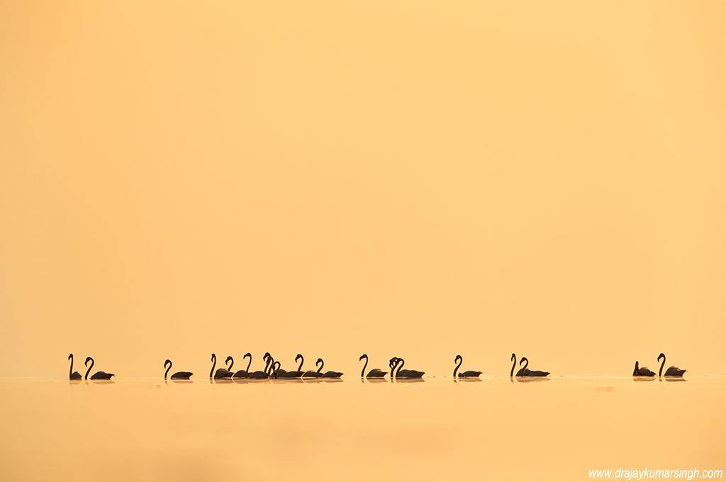 Greater flamingos, Dr Ajay Kumar Singh