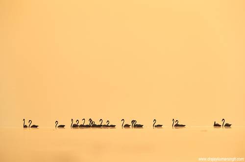 Greater flamingos