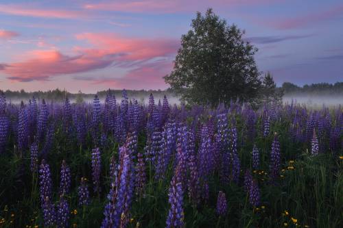 Розовый закат среди тумана и люпиновых полей