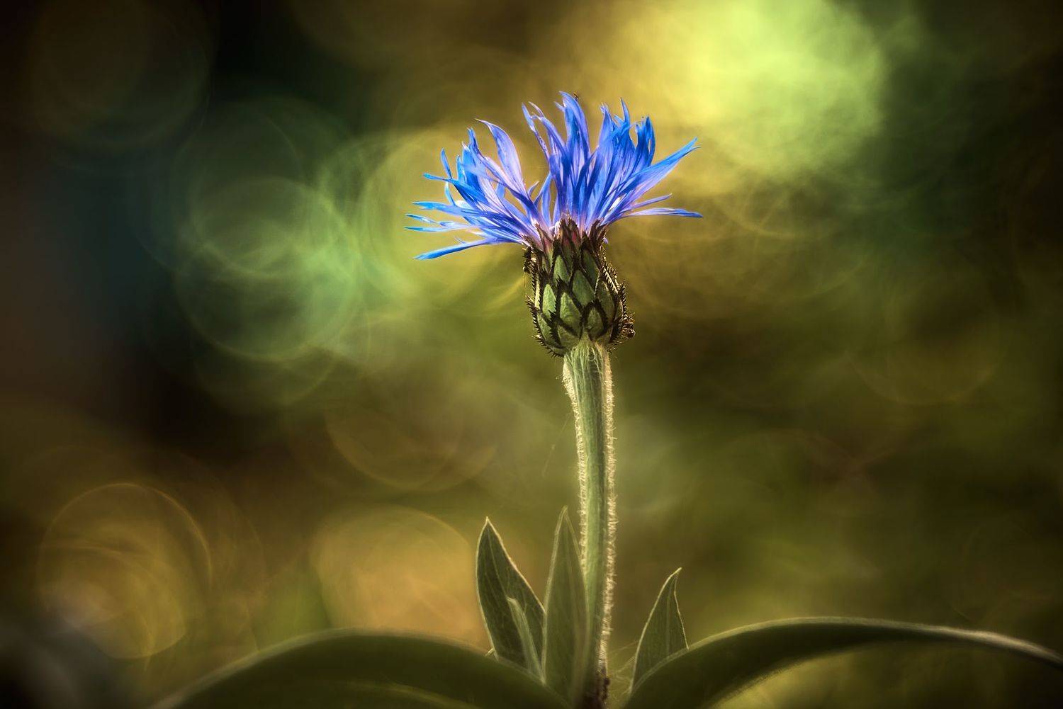 , Владислав Храмцов