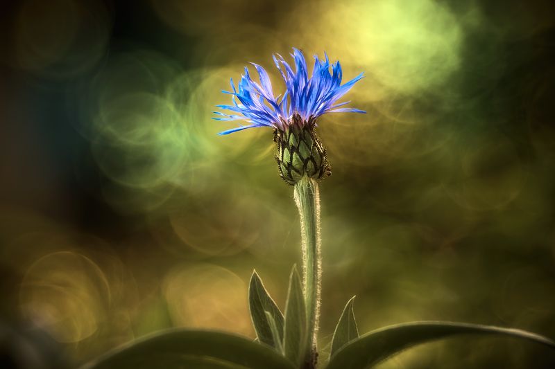 Василёк. фото превью