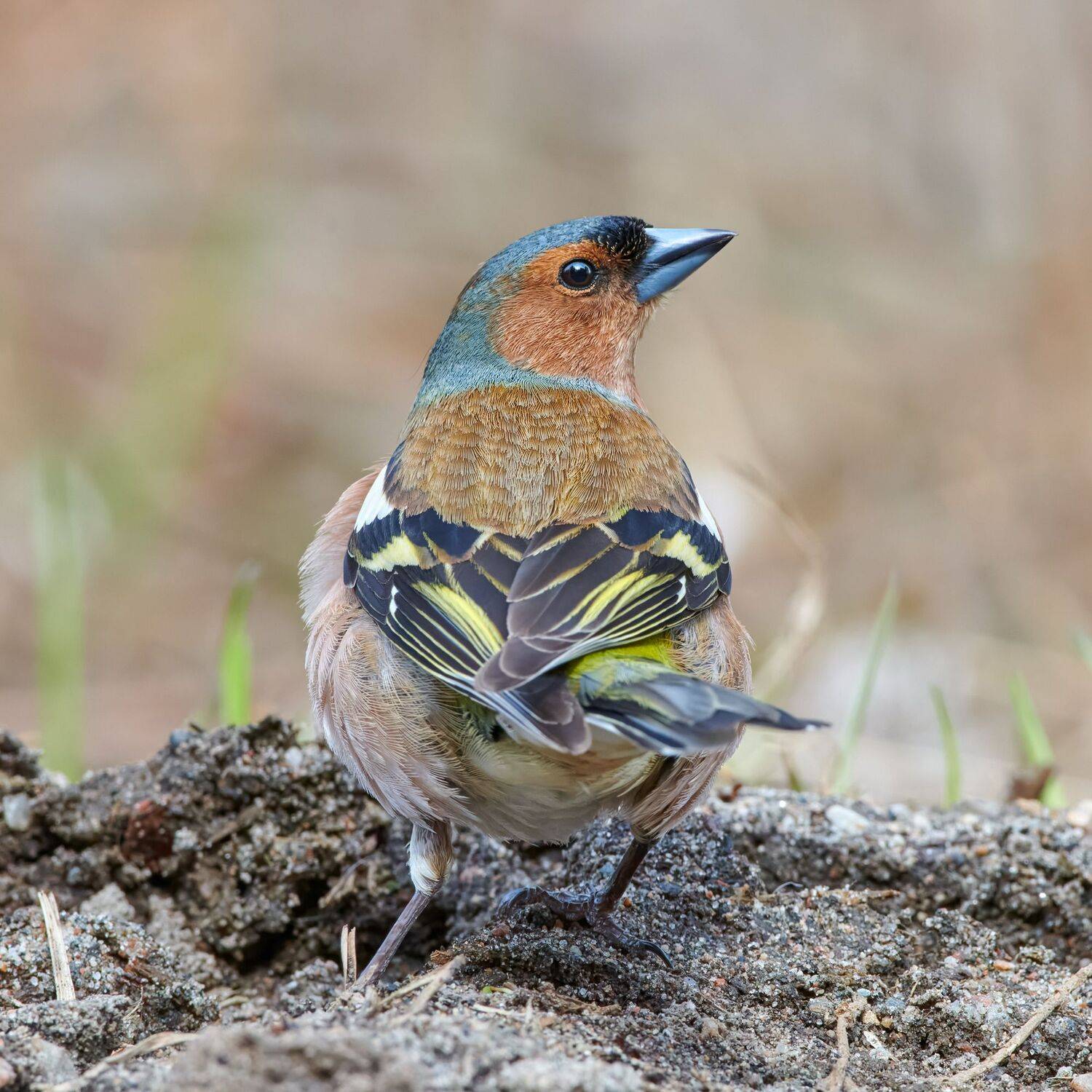#bird #wildlife #nature #birdphotography, Александр Семенов