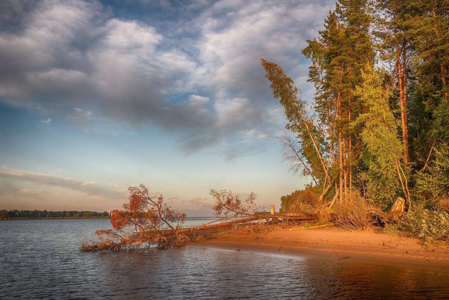 песчаный берег, сосны, озеро, лето, Сергей Аникин
