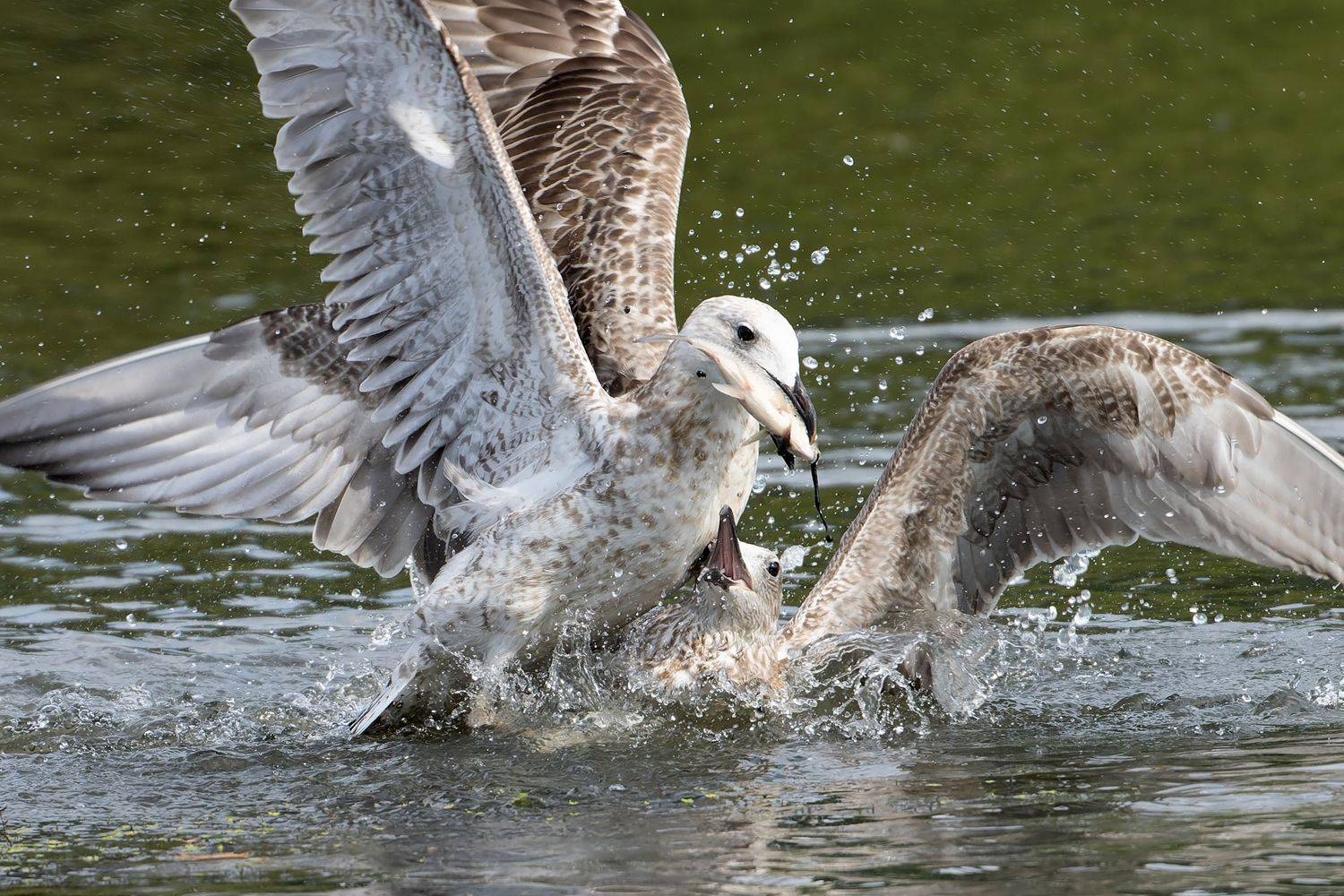 , Aleksandr Shipilenko