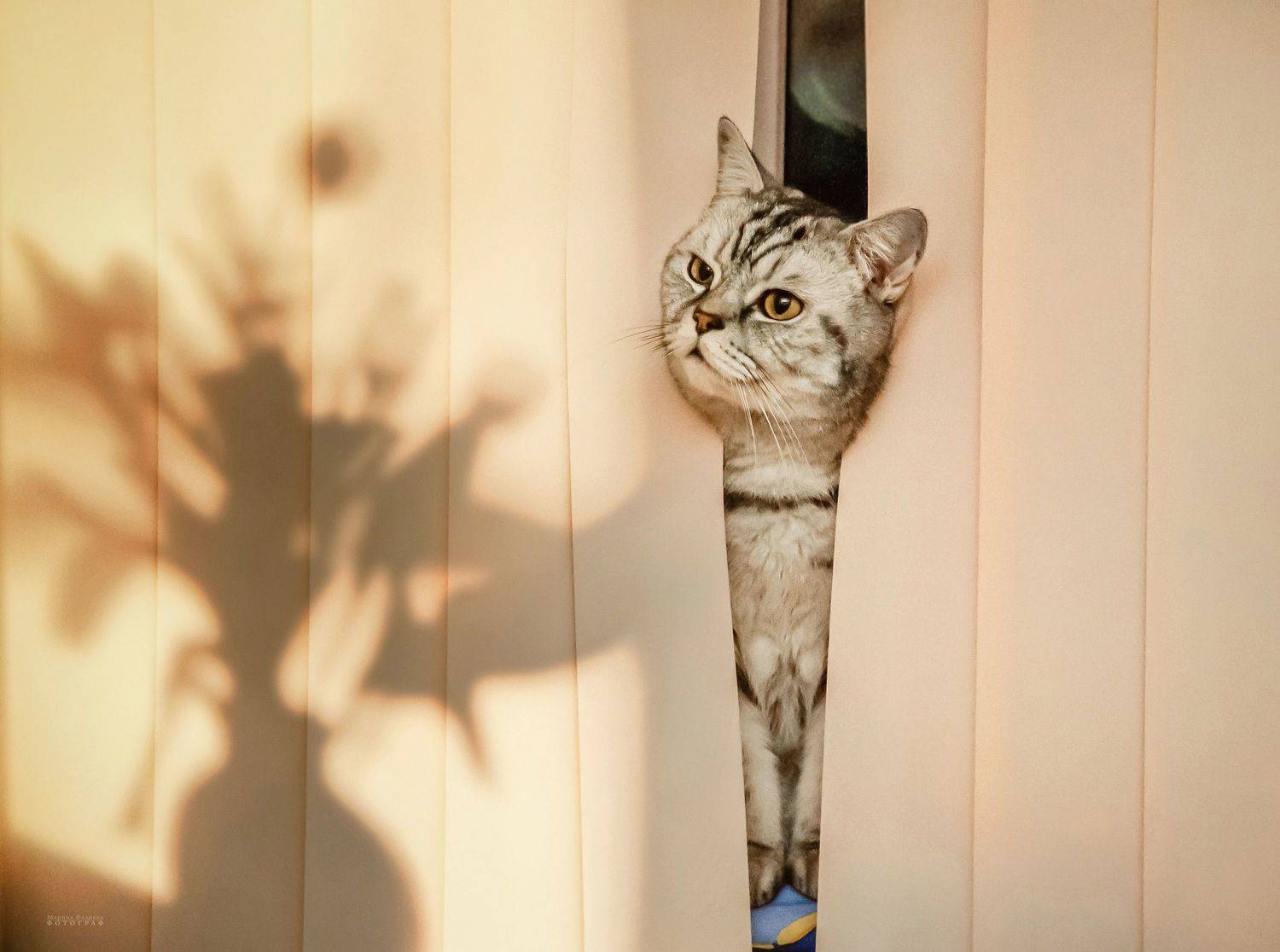 кот, котик, ваза, юмор,  Мариночка