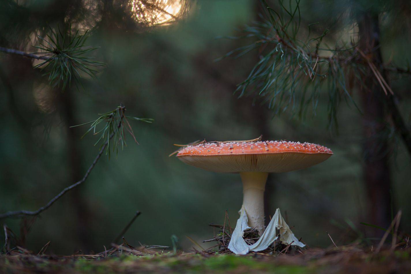 , Викулов Николай