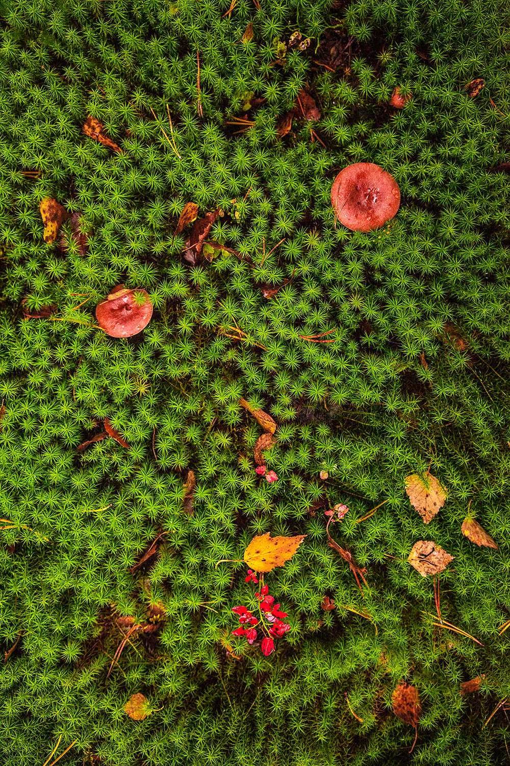 , Напалкин Станислав