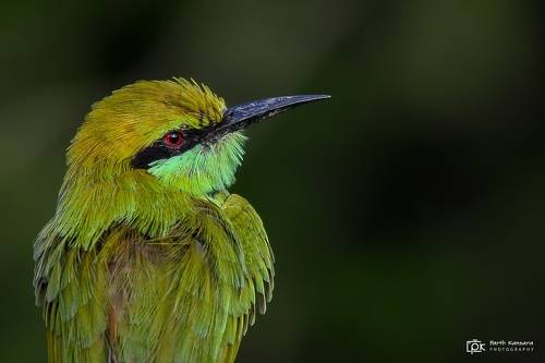 Green Bee eater