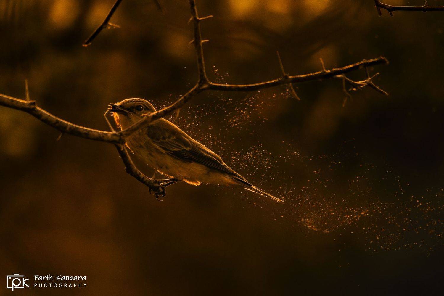 spotted flycatcher, grk, greater rann of kutch, nature, 35awards, 35photo, wildlife, birds, birds of india, parth kansara, parth kansara wildlife, indian wildlife, photo, photography, kutch, birds of kutch, nakhatrana, kutch wildlife,, parth kansara