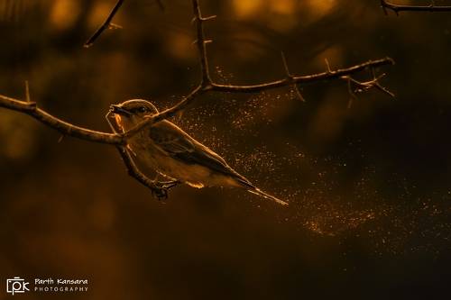 Spotted Flycatcher