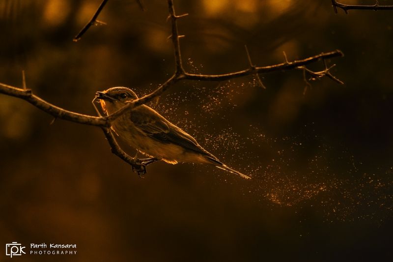 spotted flycatcher, grk, greater rann of kutch, nature, 35awards, 35photo, wildlife, birds, birds of india, parth kansara, parth kansara wildlife, indian wildlife, photo, photography, kutch, birds of kutch, nakhatrana, kutch wildlife, Spotted Flycatcher фото превью