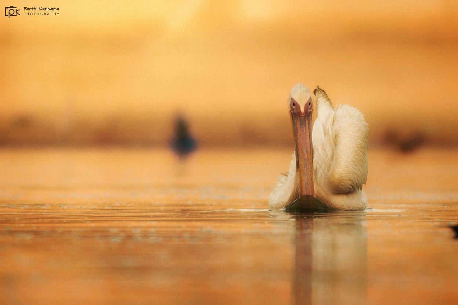 great white pelican ,grk, greater rann of kutch, nature, 35awards, 35photo, wildlife, birds, birds of india, parth kansara, parth kansara wildlife, indian wildlife, photo, photography, kutch, birds of kutch, nakhatrana, kutch wildlife,, parth kansara