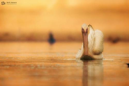 Great White Pelican