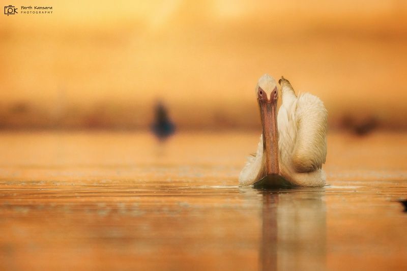 great white pelican ,grk, greater rann of kutch, nature, 35awards, 35photo, wildlife, birds, birds of india, parth kansara, parth kansara wildlife, indian wildlife, photo, photography, kutch, birds of kutch, nakhatrana, kutch wildlife, Great White Pelican фото превью