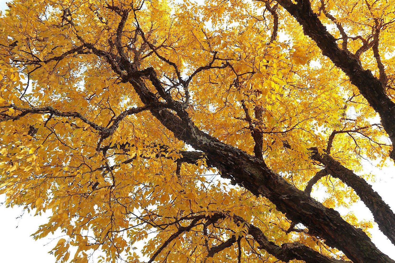 берёза даурская, Александр Зорин