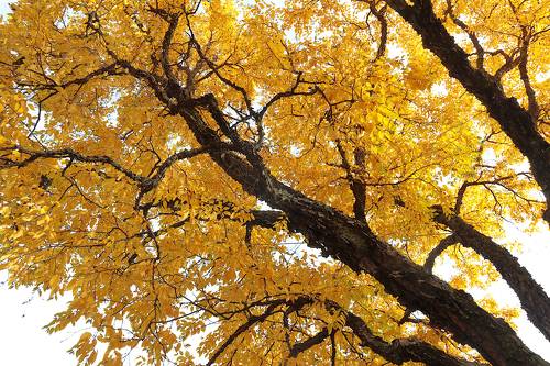 Betula dauurica