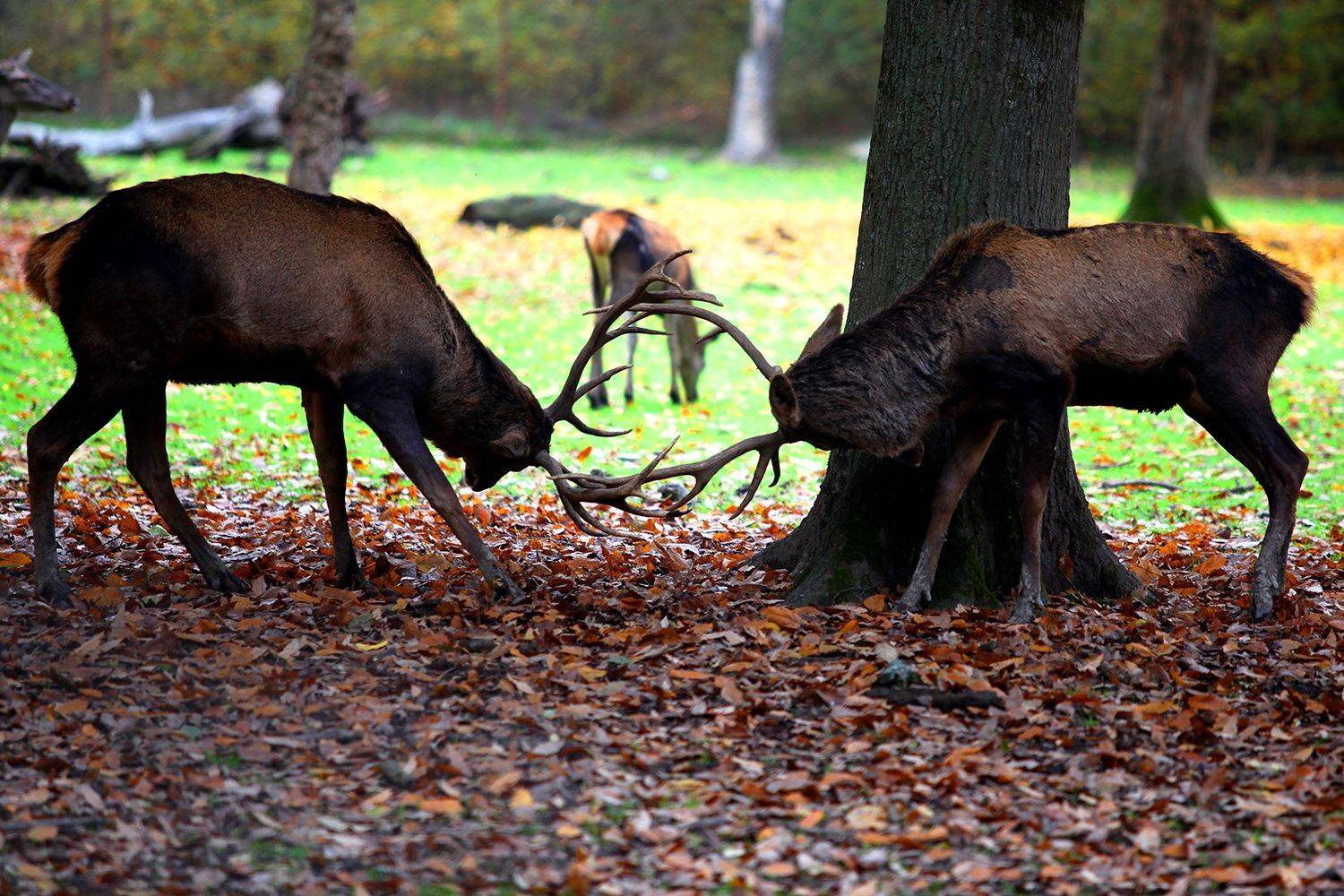 , mehdi karimi souderjani
