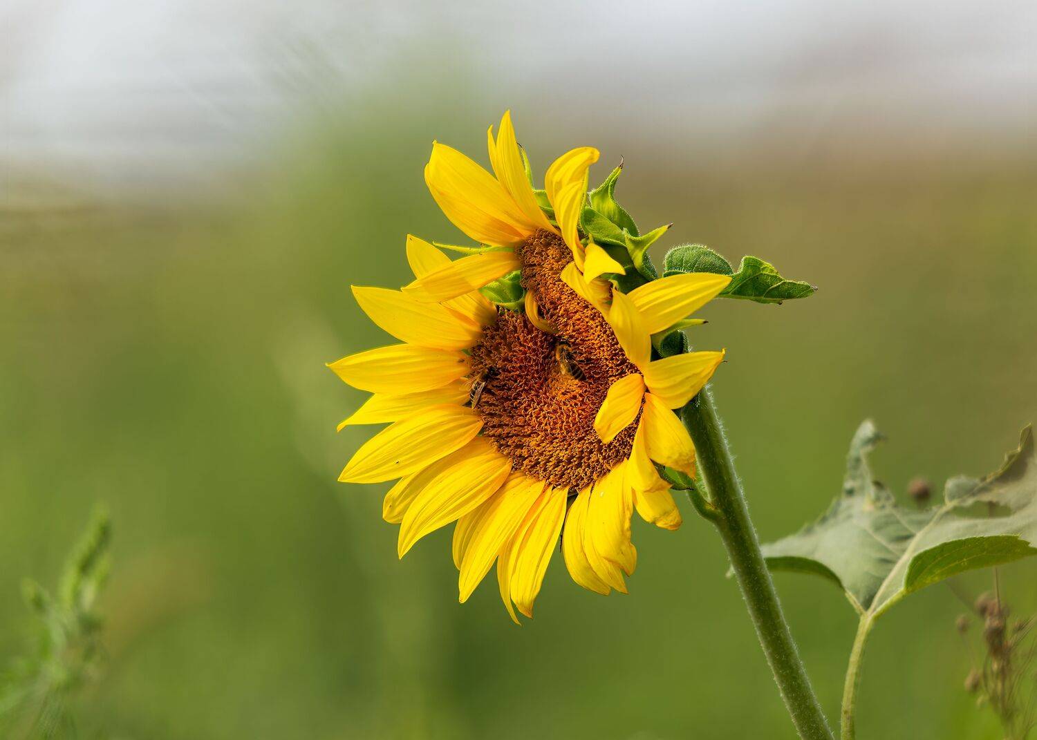 подсолнух. осень, Алексей Рыльский