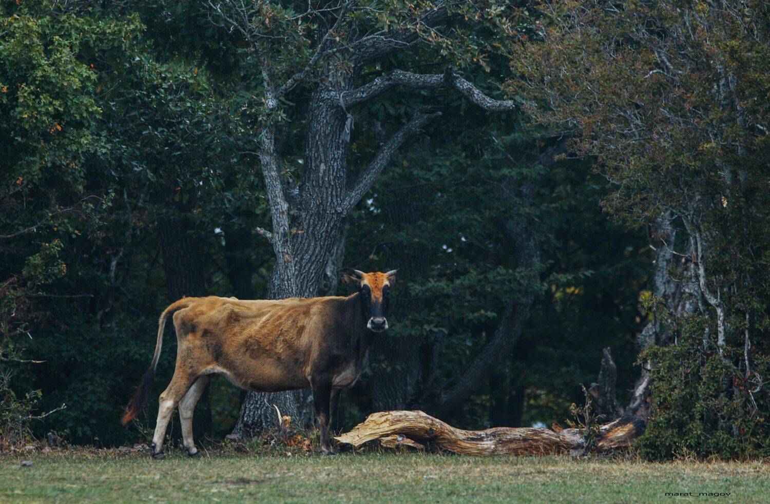 корова,горы,лес,осень,, Magov Marat