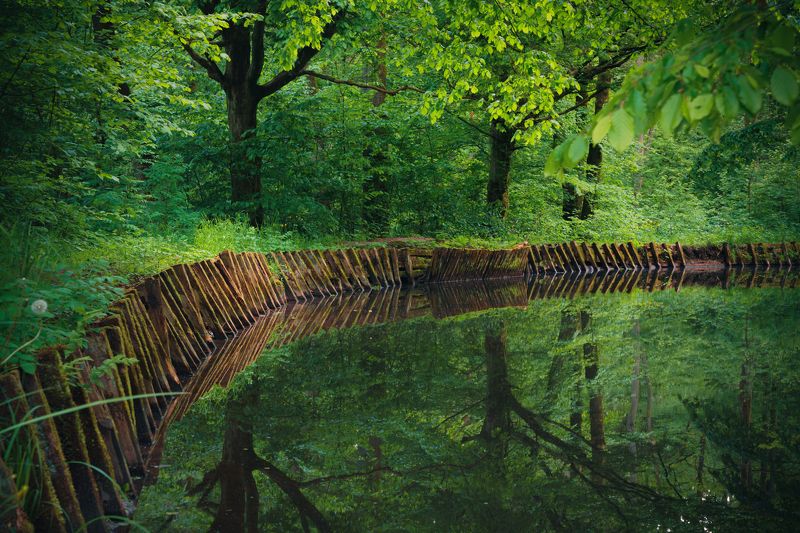 река, лес, отражения, зелень * фото превью