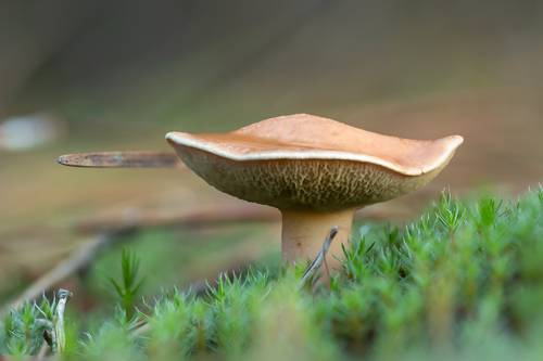 Mushroom