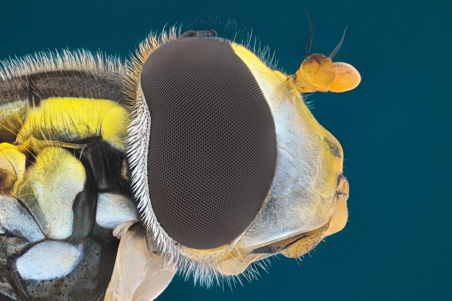 ceclii, macro, Tsvetan Ganev