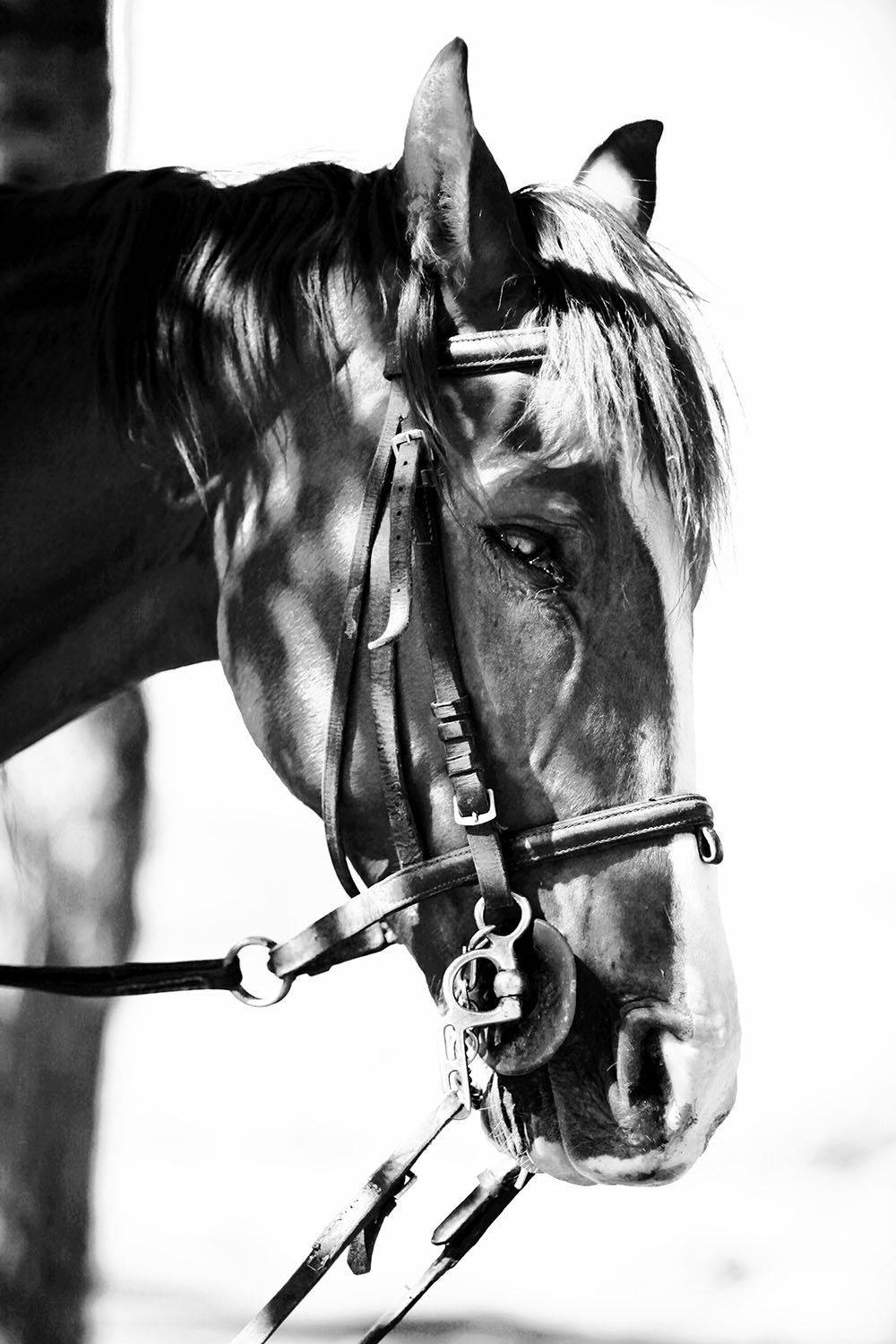 , mehdi karimi souderjani