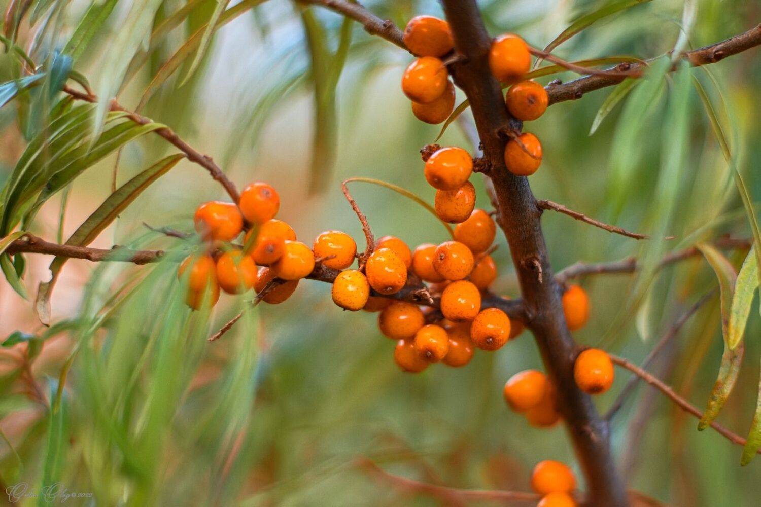 , Орлов Олег