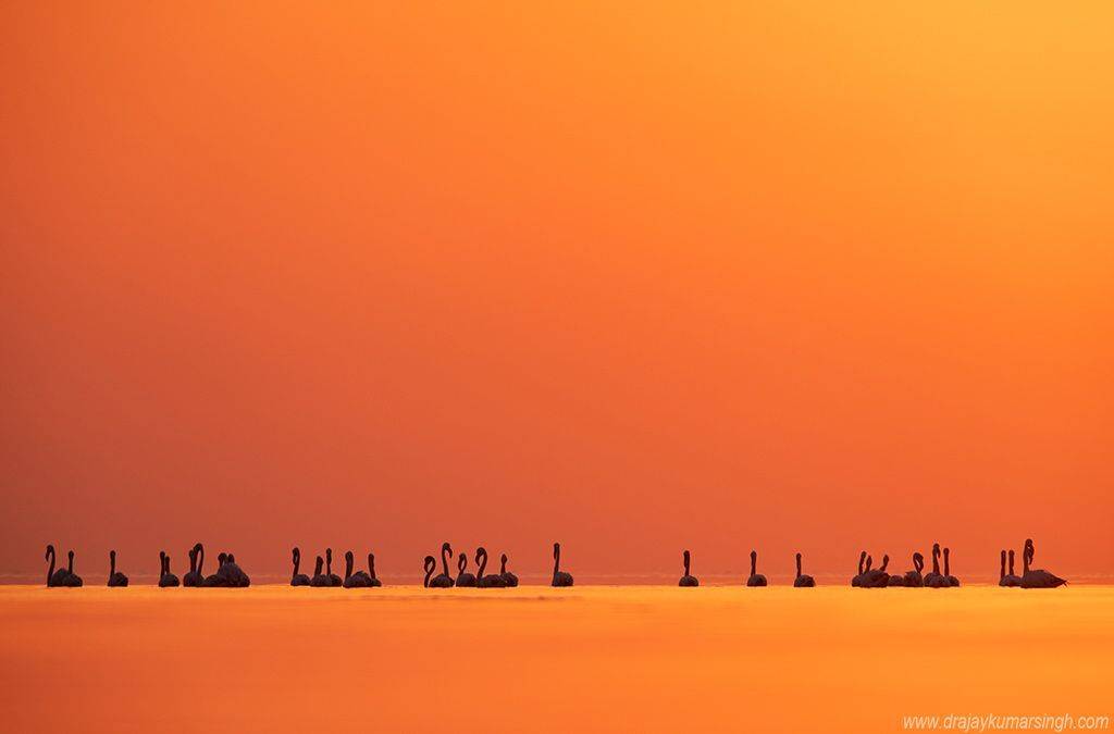 Greater flamingos, Dr Ajay Kumar Singh