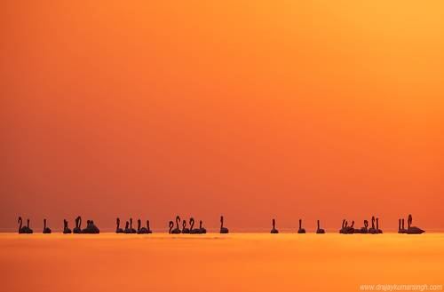 Greater flamingos