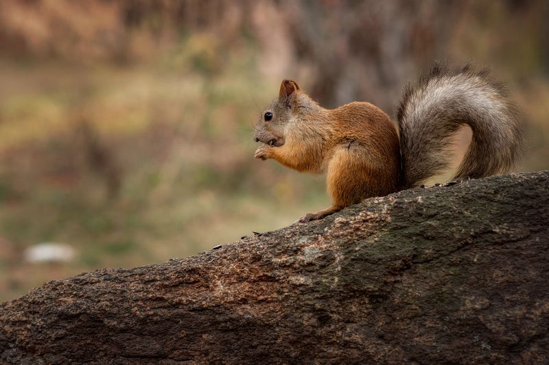 бЭлочка фото превью