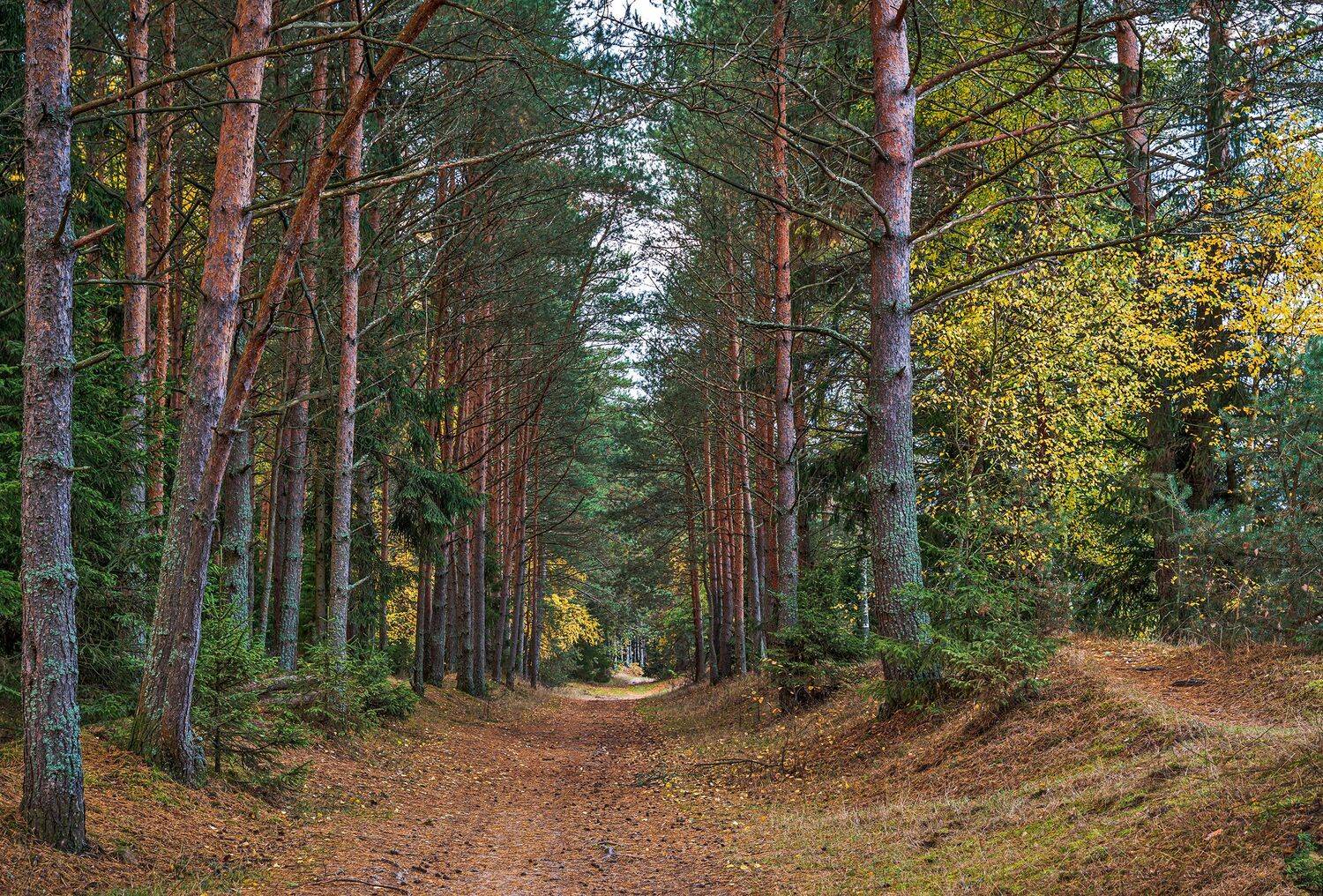 филипповское., сосновый, бор, Бирюков Вячеслав