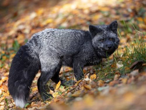 Лесная охотница