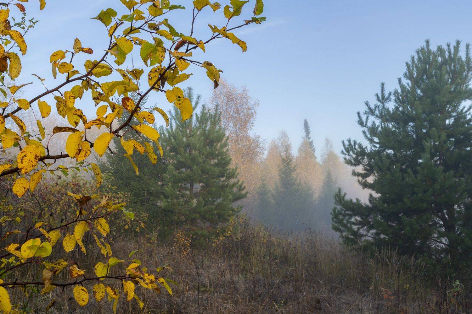 , Галина Луценко