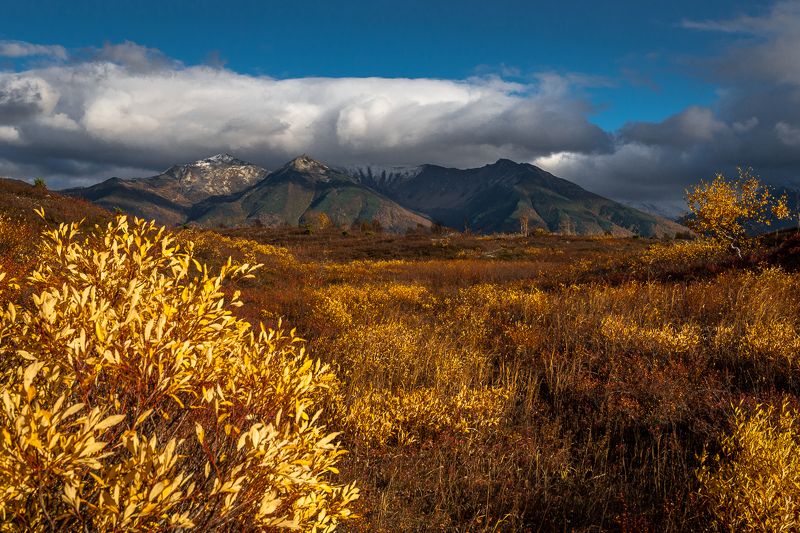 природа камчатского края,ганальская тундра  ... фото превью