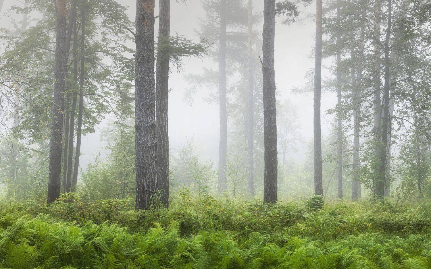 , Татьяна Бирюкова