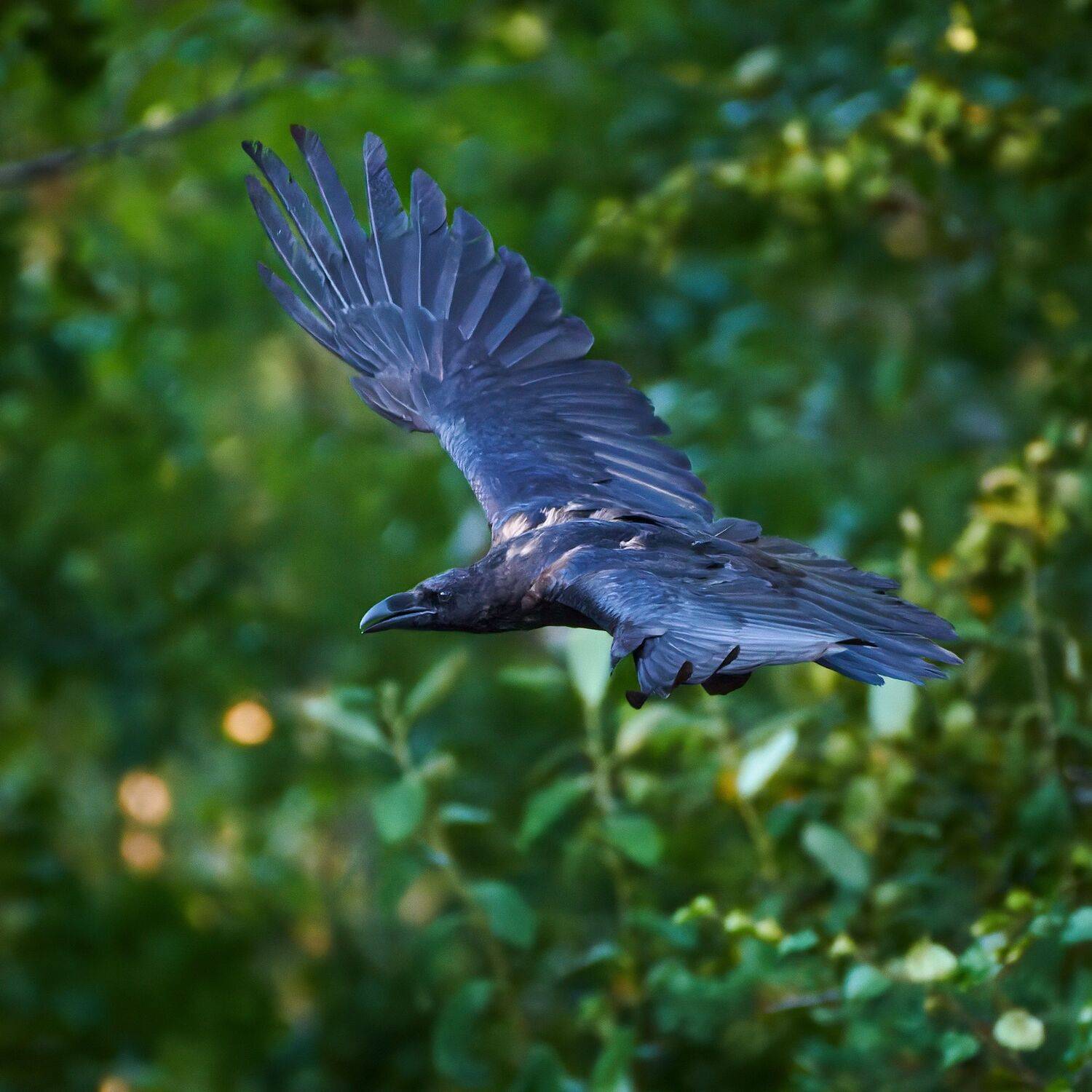 #bird #wildlife #nature #birdphotography, Александр Семенов