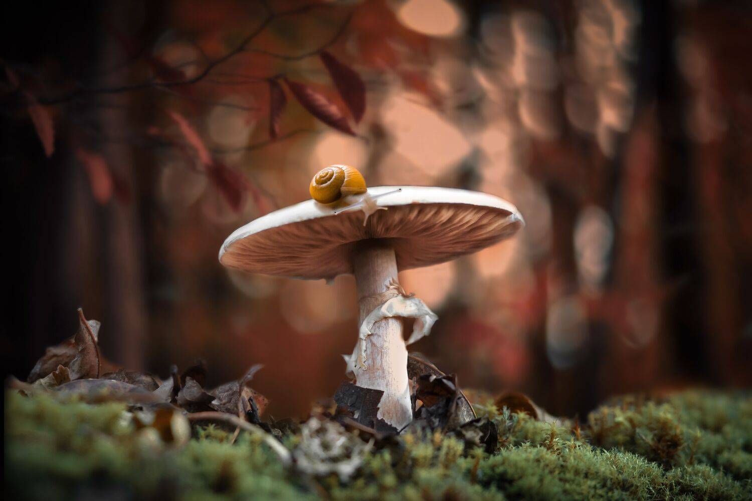 #макро #природа #гриб #улитка #лес #осень, Хворостяная Юлия