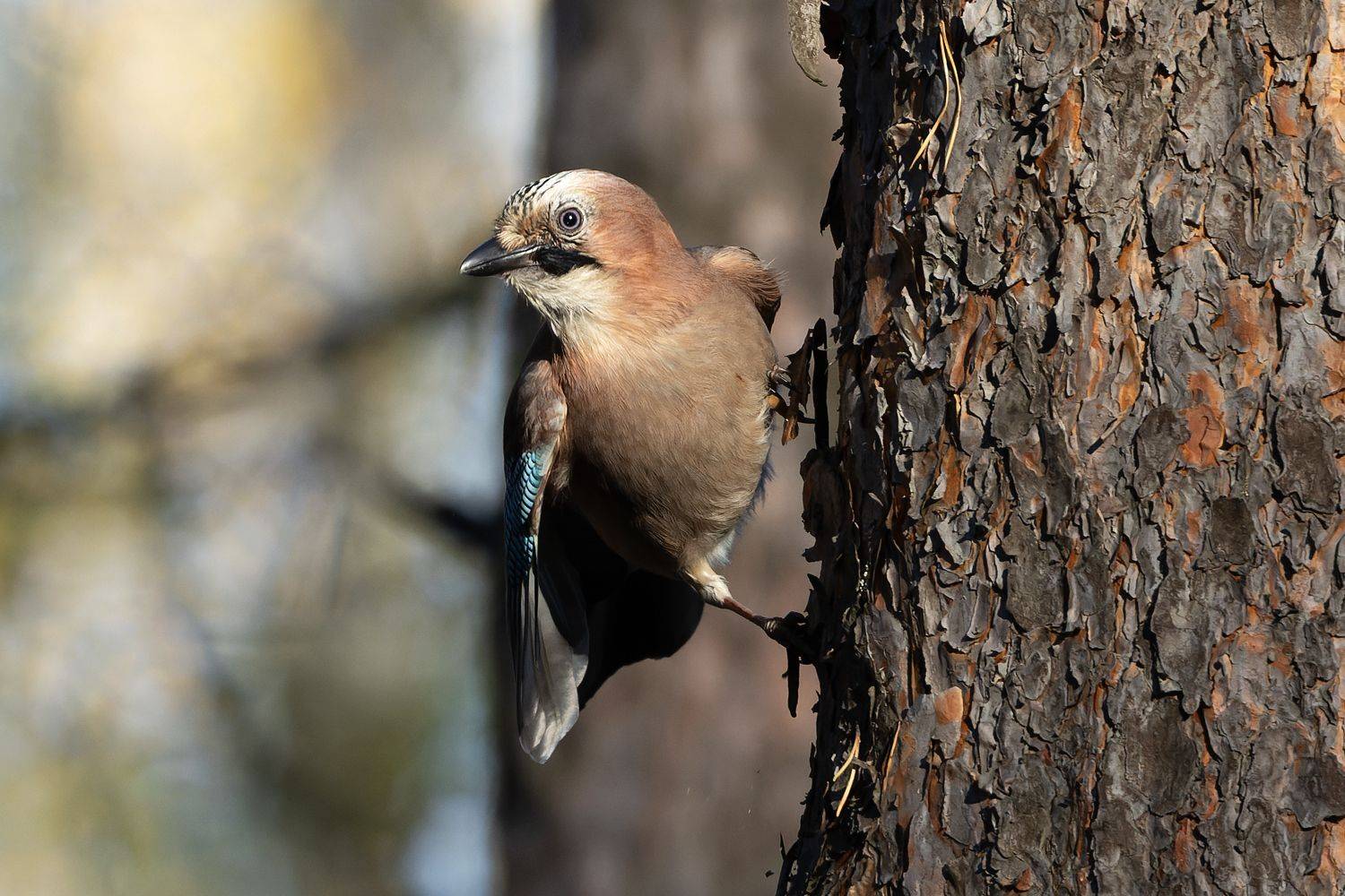 сойка, птицы, фото птиц, Александр Шипиленко